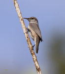 Rock Wren 4807
